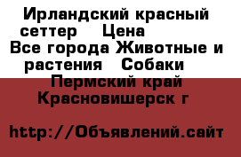 Ирландский красный сеттер. › Цена ­ 30 000 - Все города Животные и растения » Собаки   . Пермский край,Красновишерск г.